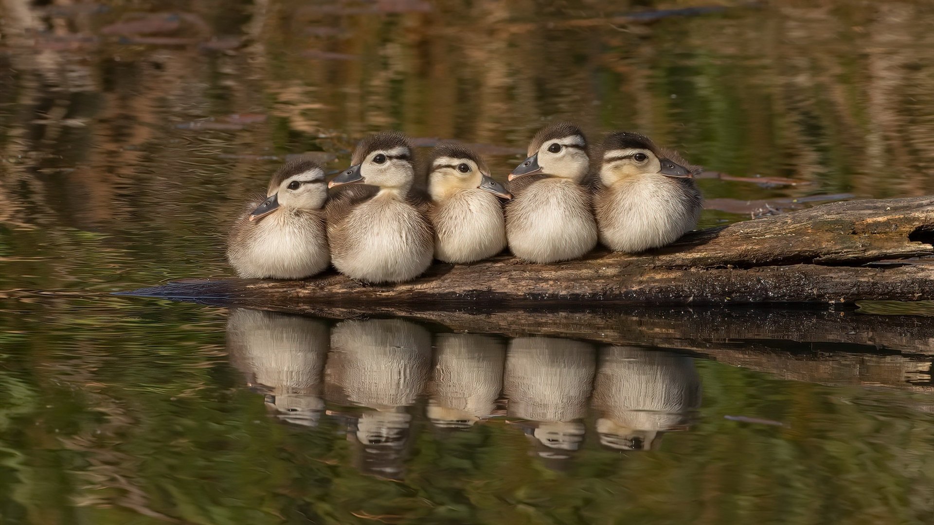 钢铁之笼，孔德一战冻结委内瑞拉，筑起卡塔尔最坚固的城墙
