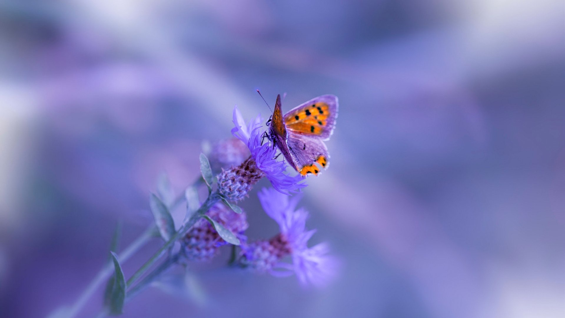 足球的双面叙事,团队韧性与巨星主宰