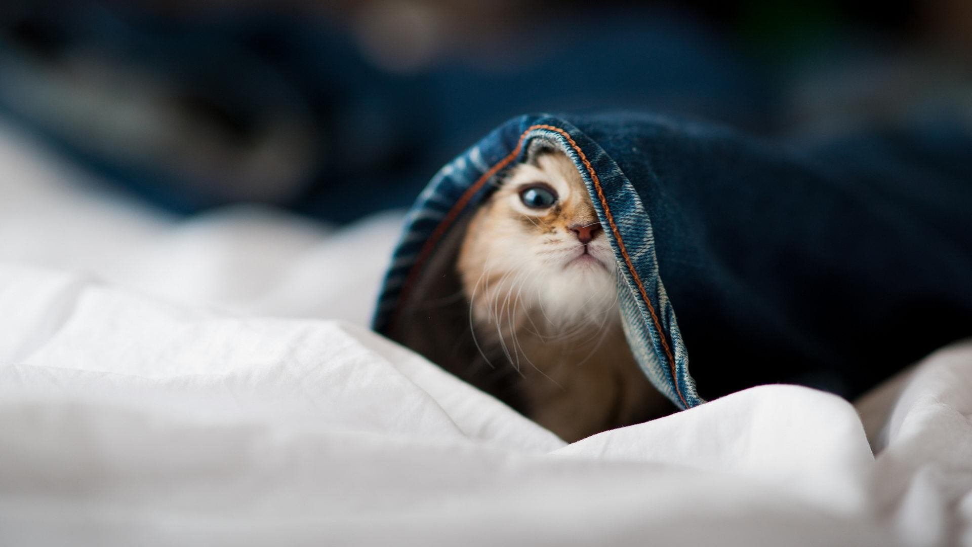 红龙咆哮!威尔士冲垮乌克兰,迪亚斯镌刻命运之夜