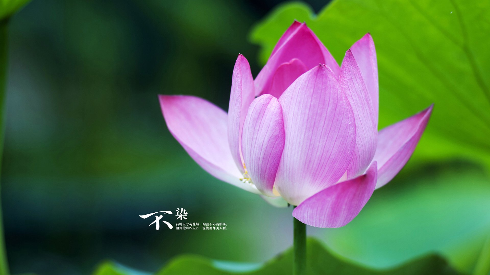 征服绿茵的暗影骑士，当孙兴慜在2026撕裂巴西的强压铁幕