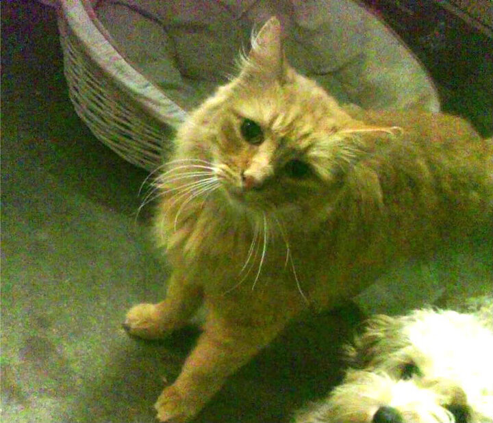 时间切割术,独行侠的永恒一瞬与新疆队的绵长呼吸