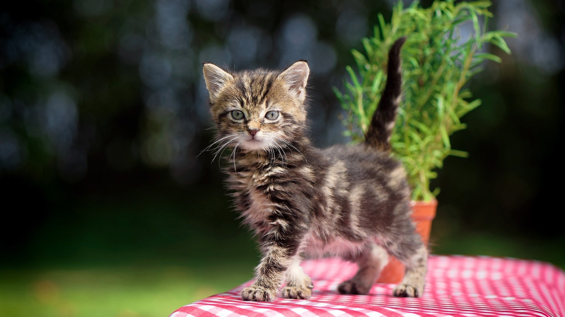 胜利者的密码，当摩纳哥的末节法则遇上凯恩的国家德比接管