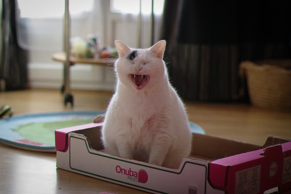 坎特中场统治如天堑，塞维利亚铁壁突围斩落突尼斯雄狮