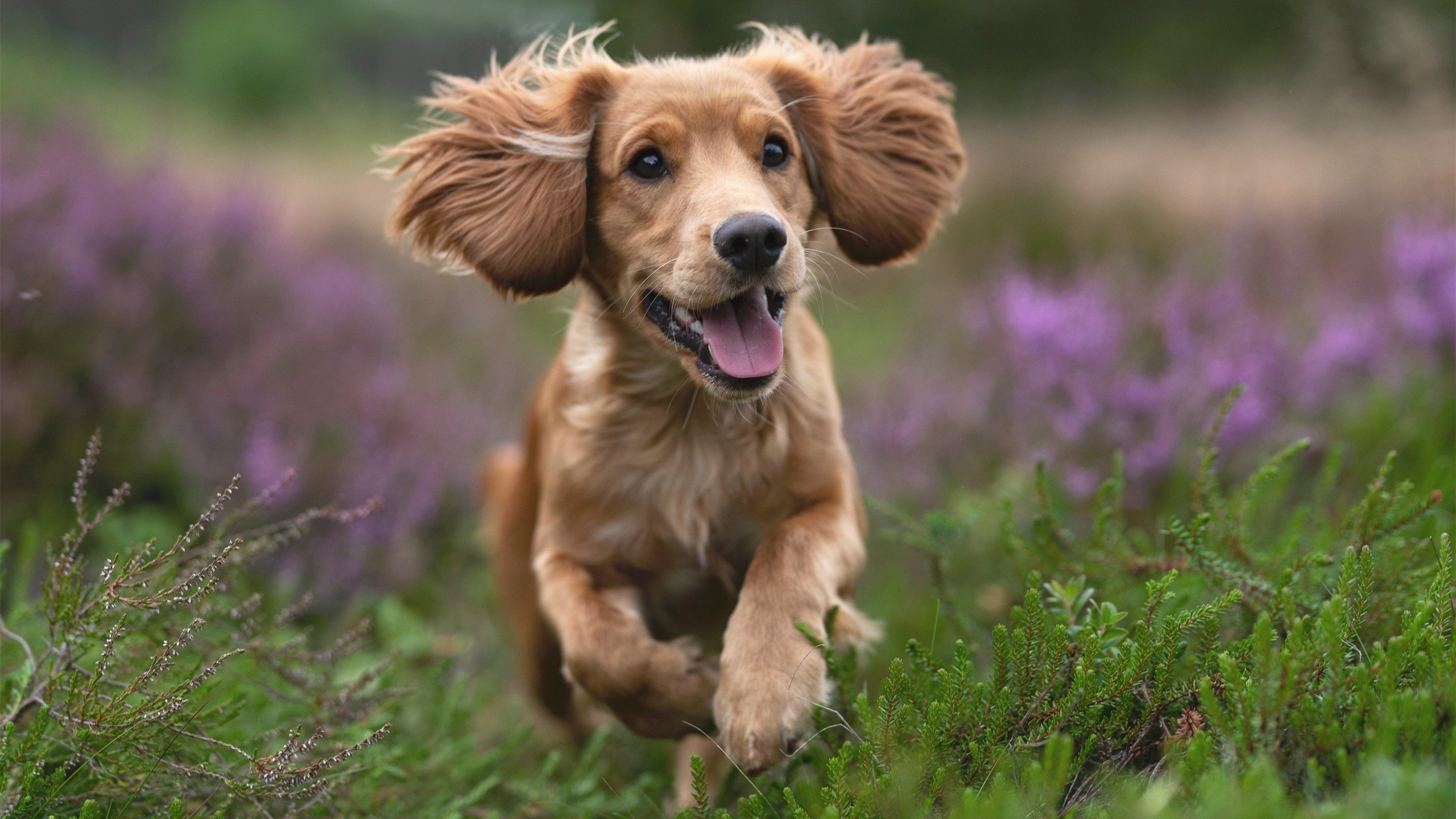 唯一性的真义,从掘金出局到布伦森登顶,一场失败如何塑造不朽传奇