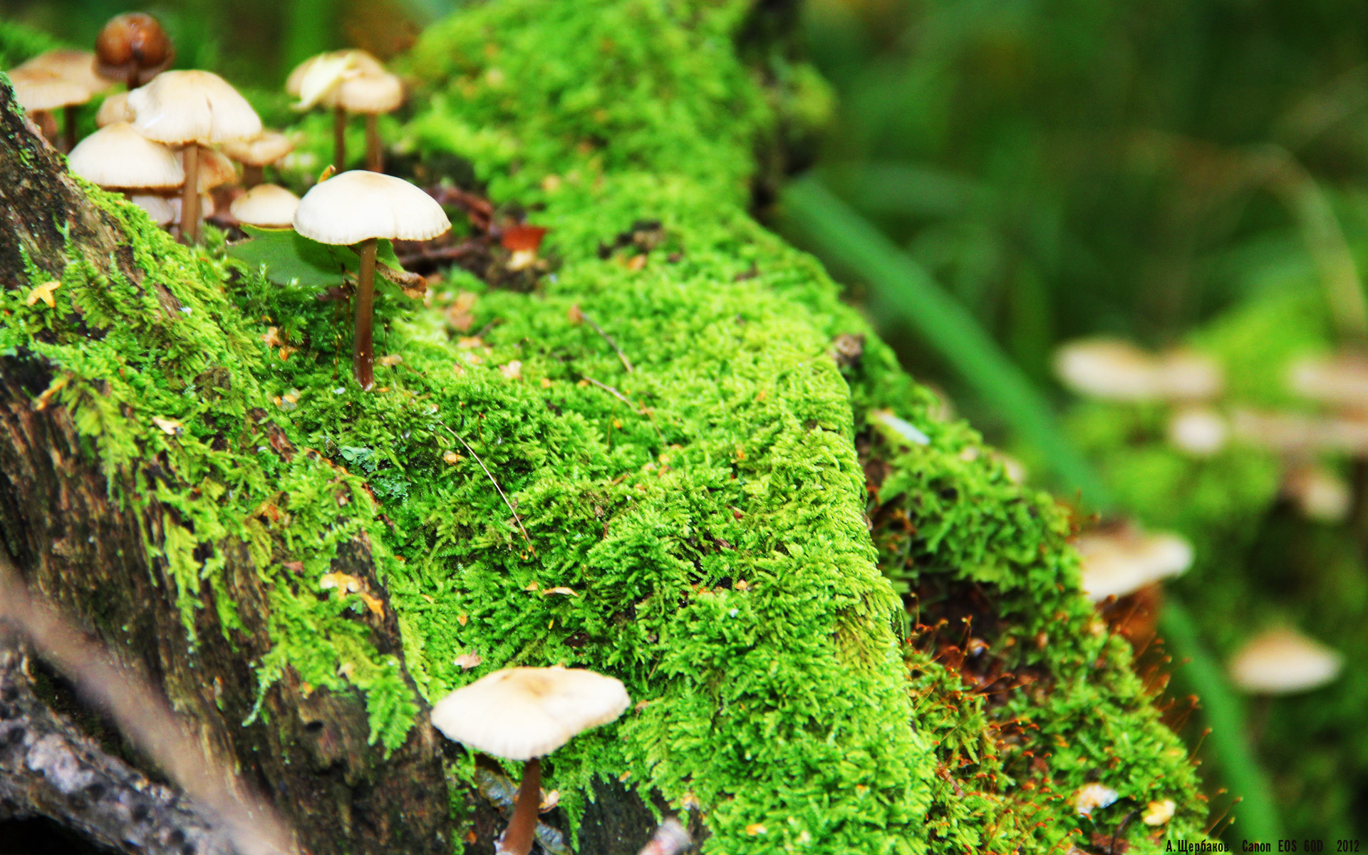 跨界之战,广厦队主场力克热火,而霍勒迪在F1街道赛上演赛道接管